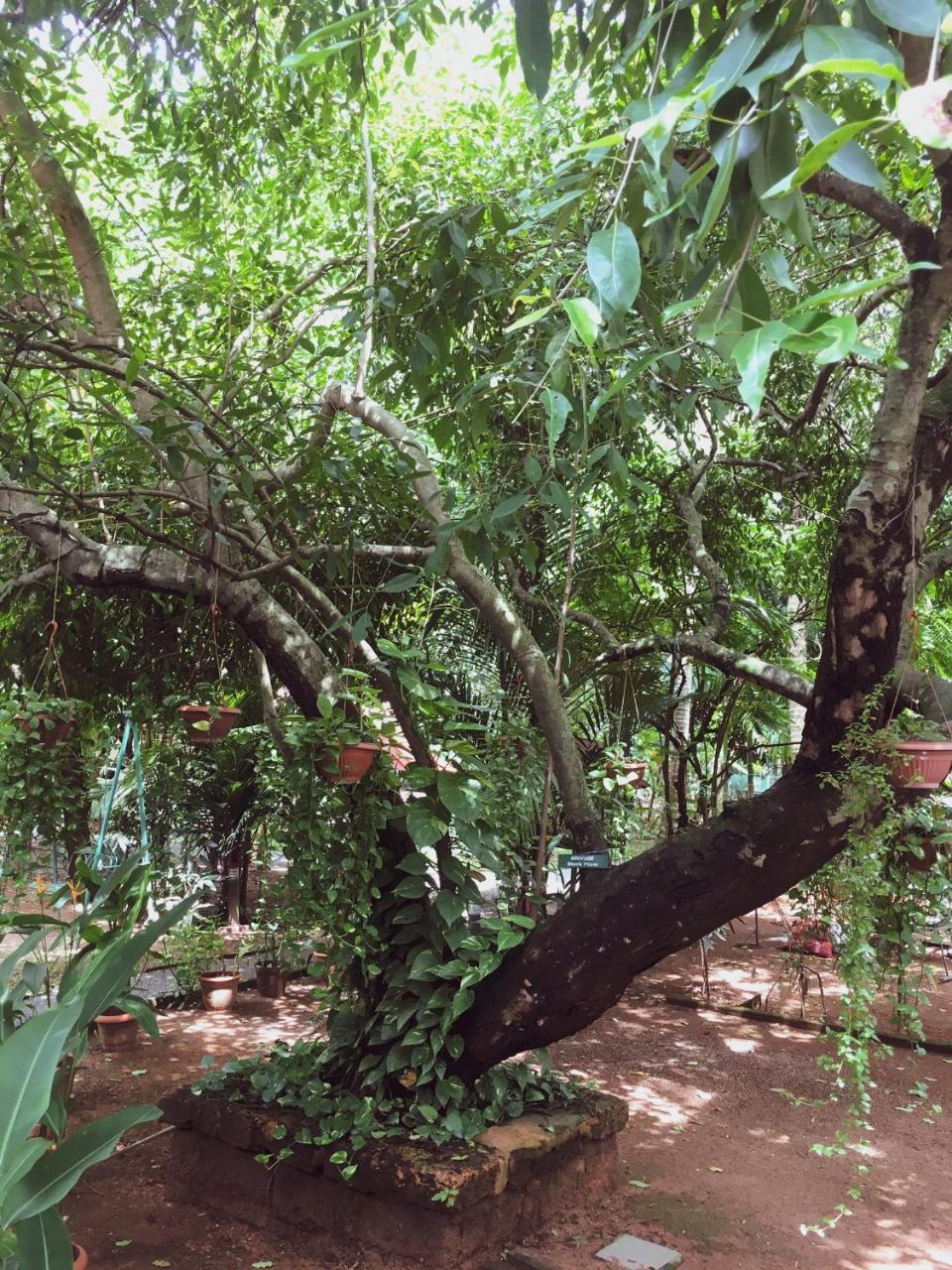 Palm Grove Service Villa Kochi Dış mekan fotoğraf